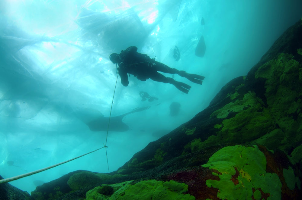 See The World As Seals Do With A Dive Under Lake Baikal S Ice PHOTOS    Nek4619 